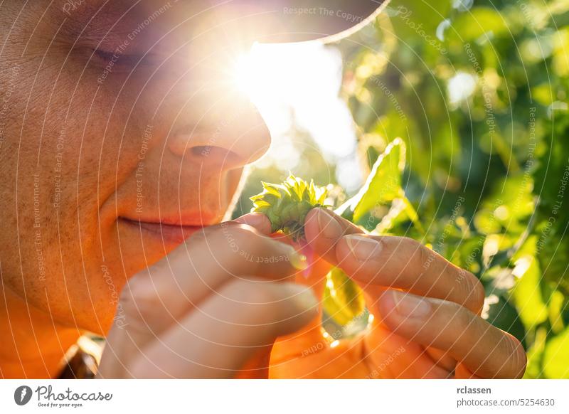 farmer testing the quality of ripe hop harvest smelling and touching the umbels in Bavaria Germany. woman person inspection quality control checking germany