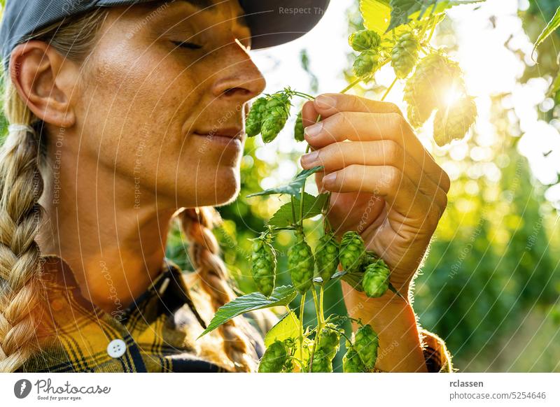 Woman farmer testing the quality of the hop harvest smelling and touching the umbels woman person inspection quality control checking germany hops farmer