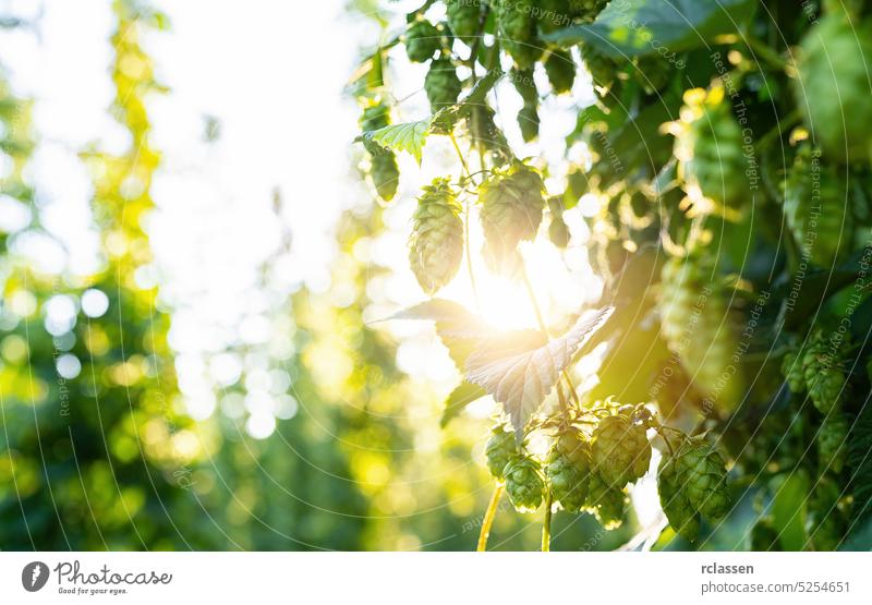 Green fresh hop cones for making beer and bread closeup, bokeh background with copy space an sunlight. Hops field in Bavaria Germany. flower food sky summer