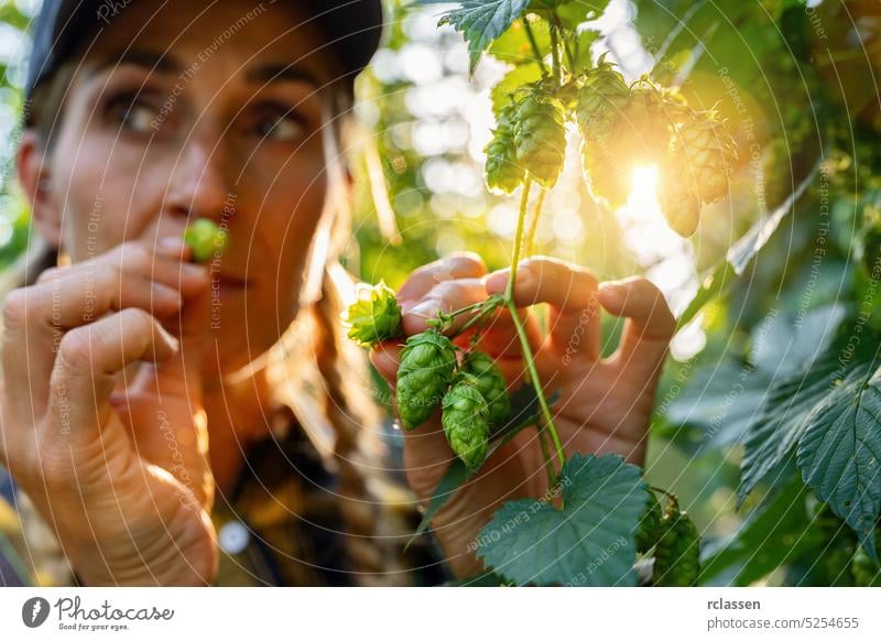 female farmer testing the quality of the hop harvest smelling and touching the umbels in Bavaria Germany. woman person inspection quality control checking