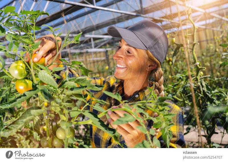 Friendly female farmer harvest fresh tomato at work in greenhouse. agriculture worker girl garden women food leaf green fruit red tomato organic plant