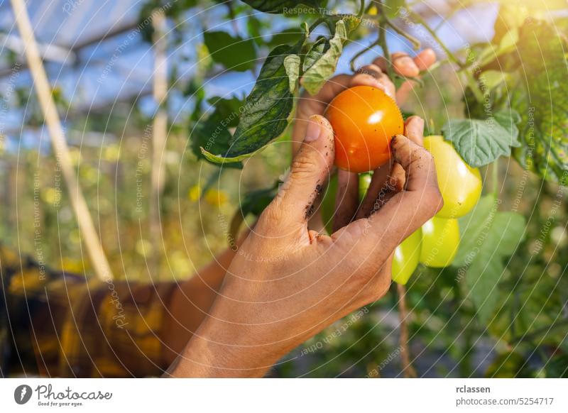 Farmer is harvesting tomatoes in greenhouse. Woman's hands picking fresh tomatoes. Organic garden. Harvest season at farm farmer female agriculture worker girl