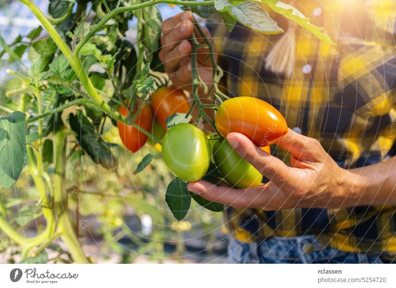 Farmer is harvesting tomatoes. Woman's hands picking fresh tomatoes. Organic garden. Harvest season at farm farmer female agriculture worker girl women food