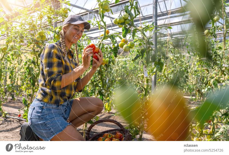 Organic female farmer checking his tomatoes in a hothouse. Greenhouse with tomatoes, Healthy food production. agriculture worker girl garden women fresh leaf