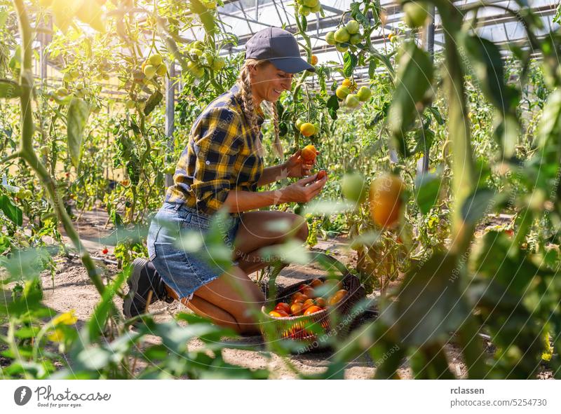 happy female farmer working in greenhouse, harvesting tomatoes and carry them in a basket. Healthy food production concept image agriculture worker girl garden