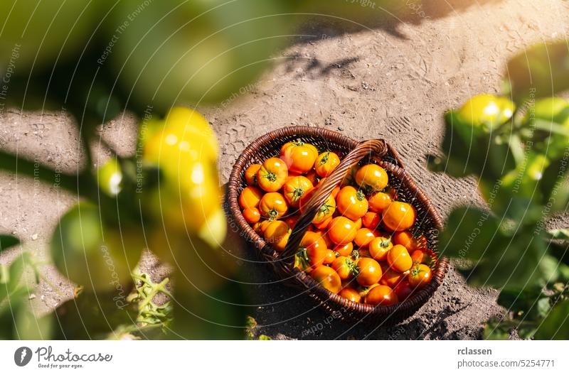 Different tomatoes in a baskets at the greenhouse. Harvesting tomatoes in a greenhouse. Healthy food production concept image meat tomato garden harvest yellow