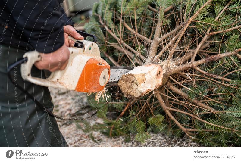 Workman shapes a freshly chosen fir tree or Christmas tree with a chainsaw on a christmas market cut rain pants tradition gloves traditional xmas bokeh woman