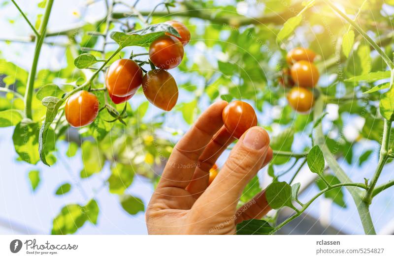 Farmer is harvesting small tomatoes in greenhouse. Woman's hands picking fresh mini tomatoes. Organic garden. Harvest season at farm carry farmer female