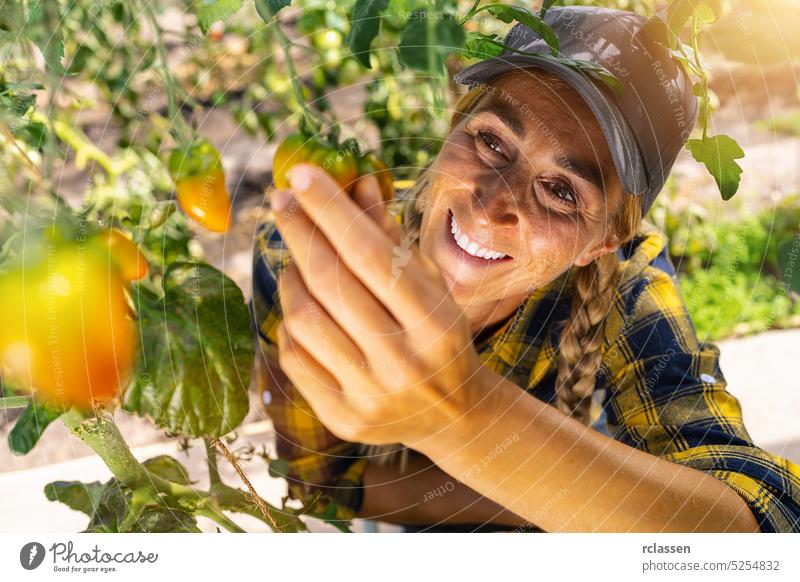 Young smiling agriculture woman worker working, harvesting small tomatoes in greenhouse. farmer female girl garden women food fresh leaf green fruit red tomato