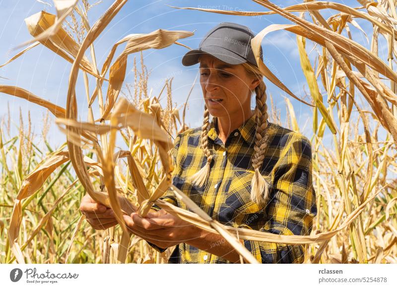 Farmer control quality after drought before harvest. Agronomist in corn field. Agricultural activity and climate change concept image countrywoman management
