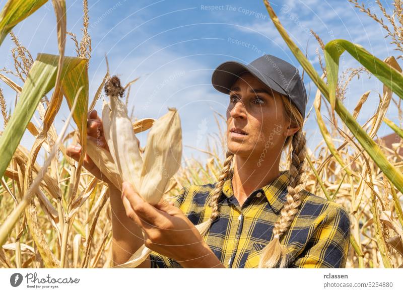 farmer watching shocked on a corncob in a cornfield after a terrible drought. Climate change concept image countrywoman management agriculture farming nature