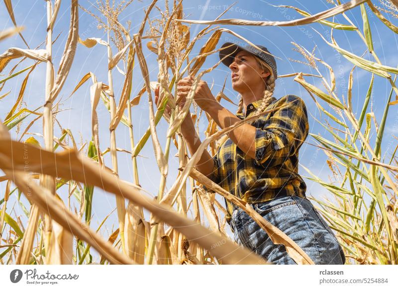 Farmer controlling corn cob after xtreme drought in a cornfield countrywoman management farmer agriculture farming nature growth worker weather harvest crop