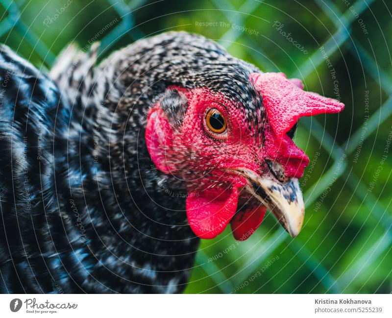 Beautiful super close-up portrait of chicken on home farm. Livestock, housekeeping organic agriculture concept. Hen with red scallop looking to camera