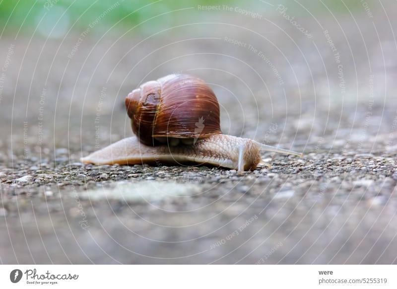 A snail crawls on ground  from left to right on a spring morning in Siebenbrunn near Augsburg, Germany Helicidae Meringer Au Mollusca Stylommatophora animal