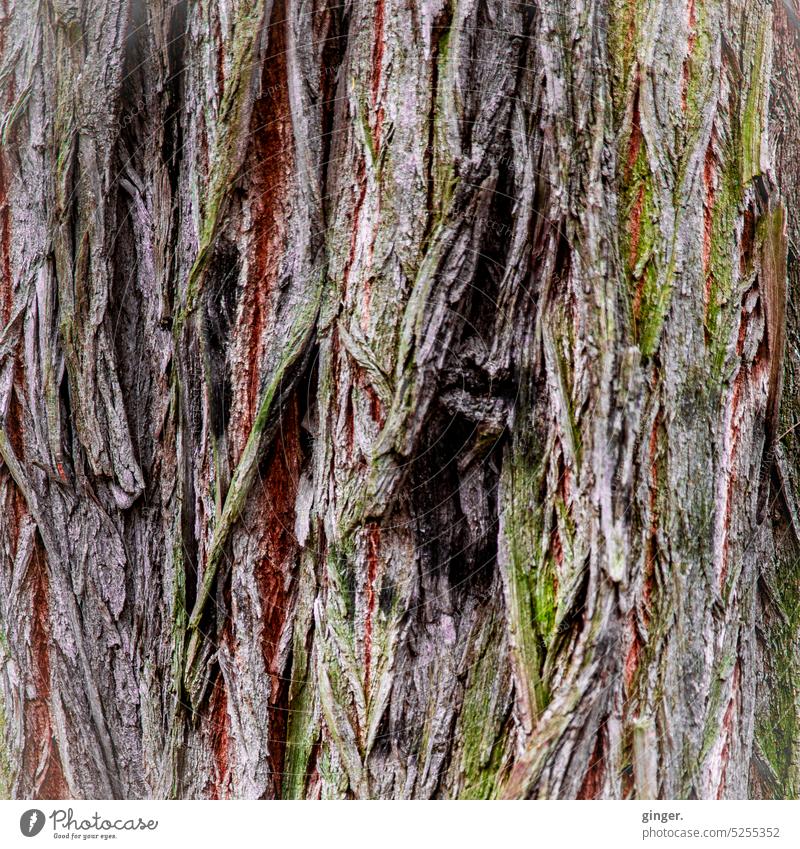 tree bark Tree bark multicolor. rutted Nature Green Gray Brown fibrous Exterior shot Deserted Colour photo Tree trunk Plant Environment naturally Wood Close-up