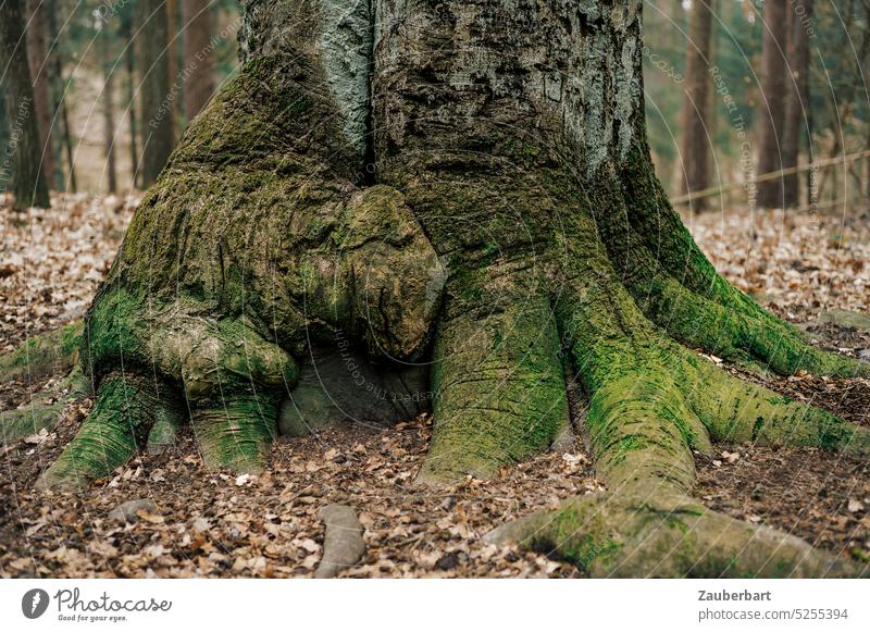 Foot of tree with powerful roots and moss in deciduous forest Tree Feet log foot trunk Moss gnarled Bulb foliage Deciduous forest Nature Forest forest bath Calm