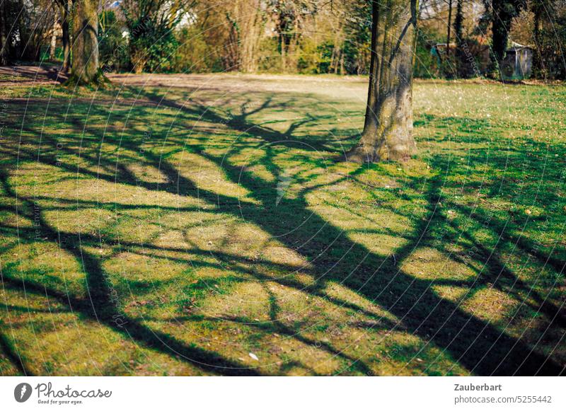 Dramatic shadow of tree in spring sun in park on green meadow Shadow Tree shadow cast Meadow Green Park sunny Spring Grass Sunlight Landscape city park
