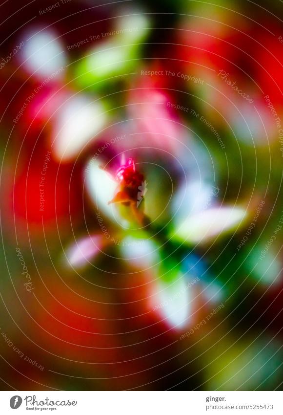Natural play of colors around flower bud - Lensbaby macro magical blurriness naturally Delicate leaves Small Esthetic Day Growth Green Nature Plant