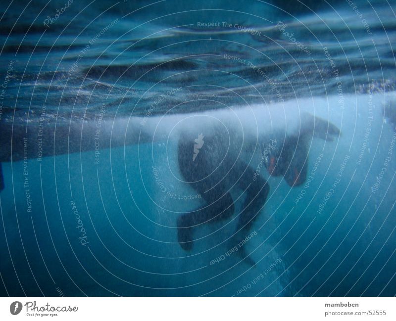 JumpIn Dive Snorkeling Ocean Waves White crest Neoprene Aquatics Underwater photo Feet Human being Swimming & Bathing