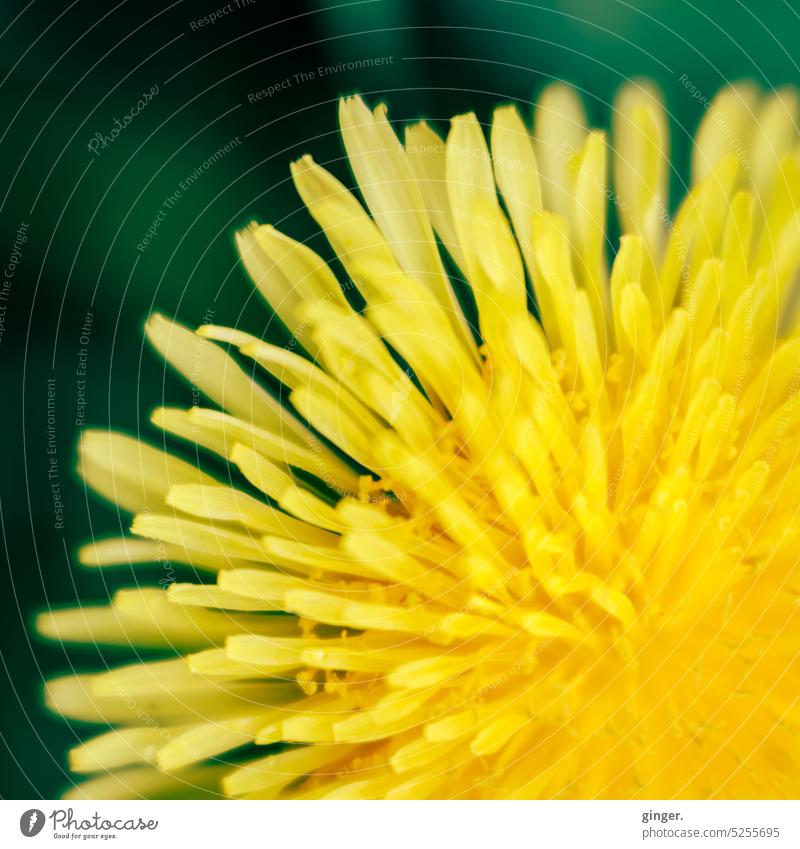 Bright petals - Lensbaby macro Yellow Oblong Radial Plant Blossom Close-up Colour photo Spring Nature Exterior shot Green Detail Shallow depth of field