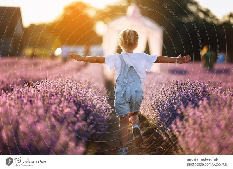 Back view of happy child girl running raising her hands like flying plane in lavender field on summer warm day. Hyperactive small child in sunglasses dreams of flying in nature. Child fantasies.