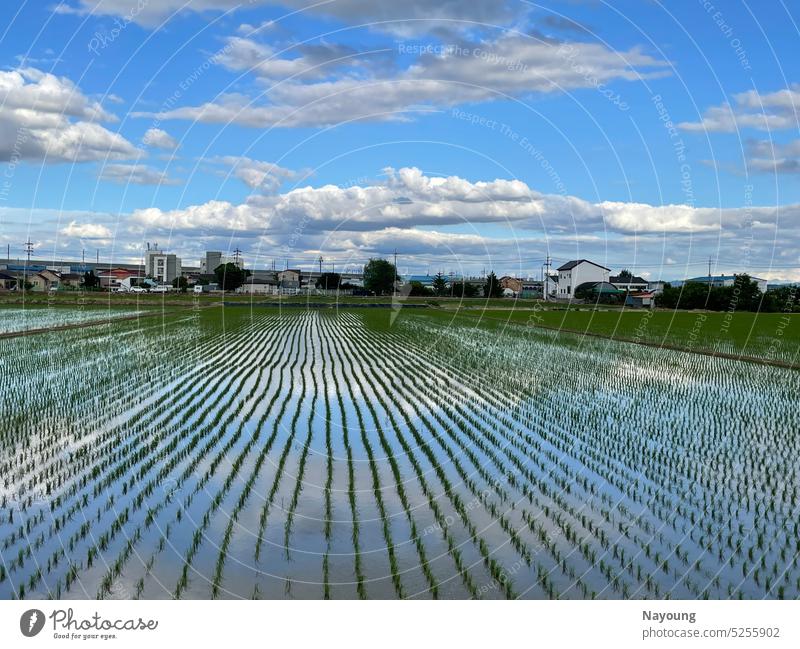 A picturesque sky reflection on a shimmering in the rice field. rice paddy picture background picturesque countryside Asia travel Travel photography Traveling