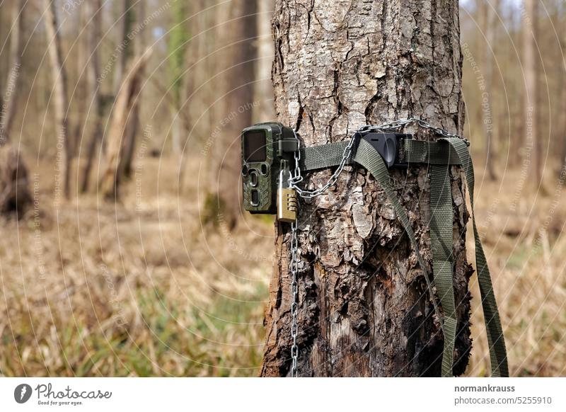 Game camera Wildlife camera Day object Technology Landscape Nature Forest no persons Exterior shot Tree trunk Photography Padlock observation fixed