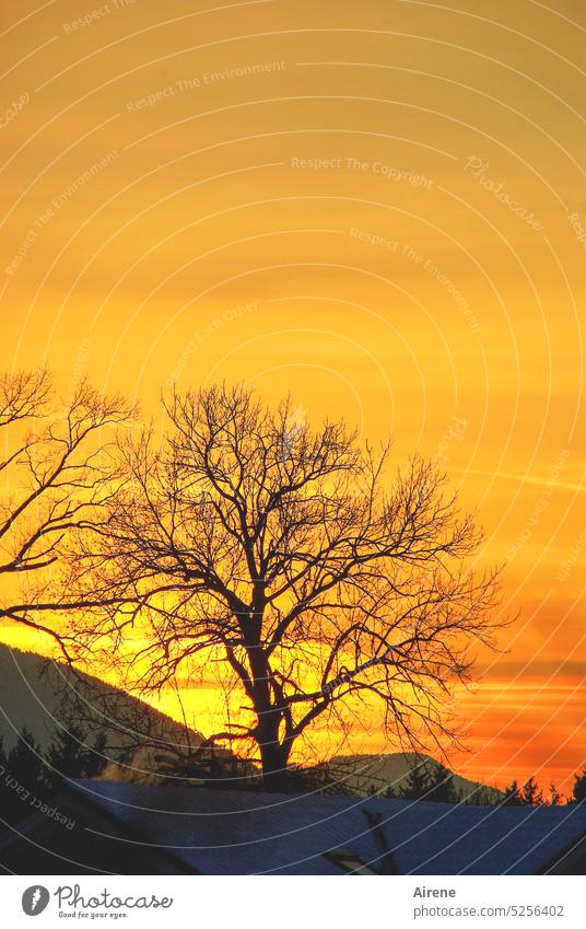 Fair weather bot' sunset evening sky Tree mountain Back-light Sky Gold Red Silhouette flaming Sunset Evening Branchage romantic cauterizing Dusk twigs Contrast