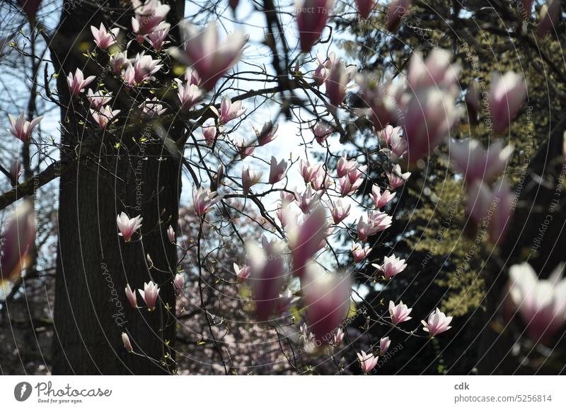 Blossom magic & spring awakening. | Magnolia against the light. Magnolia blossom Magnolia tree Blossoming Spring Nature Pink Plant Tree Growth naturally Flower