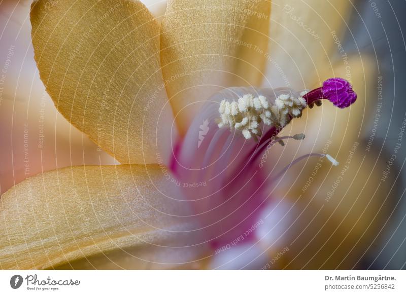 Schlumbergera, Christmas cactus, flower Blossom Close-up Epiphyt Stamp Scar stamens Articulated Cactus from Brazil Cactaceae cactaceae