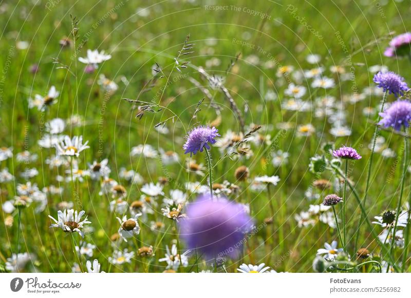 Summer meadow with flowers Grass Sunny Copy Space Landscape Flowers Blossom Summer Meadow Day Daisy Background Grasses Plant Colorful Outside Summertime White