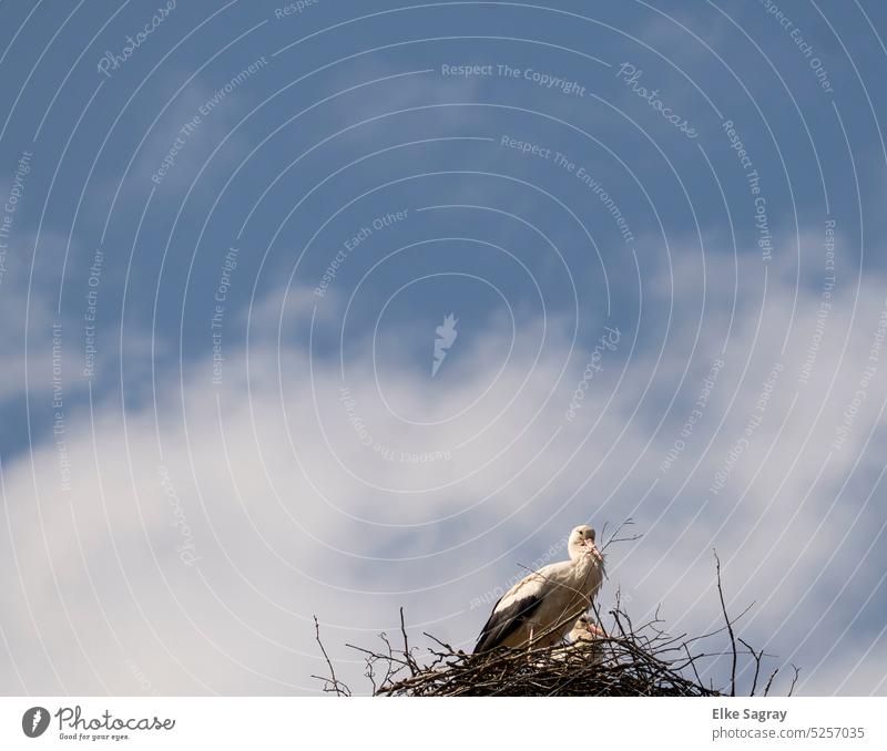 Two storks in the nest - a little closer to heaven Storks Sky Deserted Beautiful weather Environment Stork pair Stork's Nest Colour photo Nature White Stork
