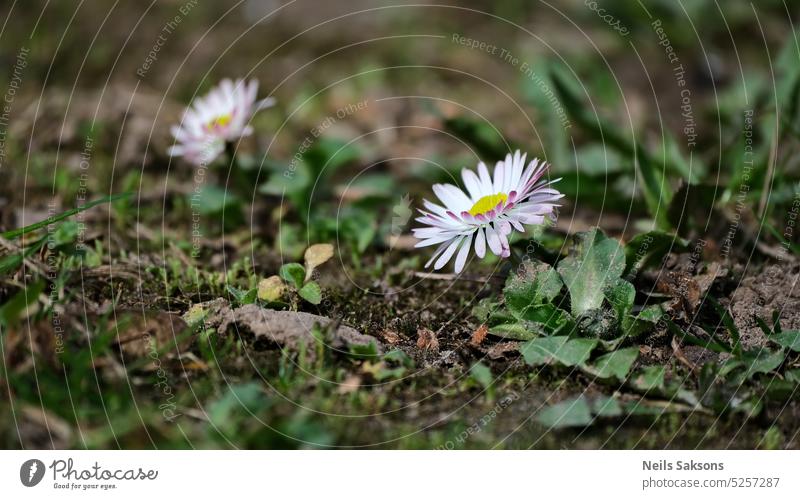 Bellis perennis common daisy flower on the ground, springtime. beautiful bellis bellis perennis blossom closeup colorful daisies detailed field flora floral