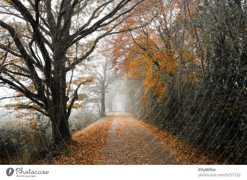 Autumn path in the fog. Autumnal foliage Autumn leaves autumn mood Autumnal colours Nature Seasons autumn colours Transience Autumn Season Exterior shot