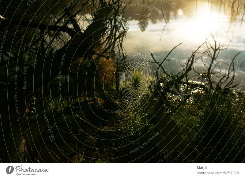 bog Nature moorland Exterior shot Spider's web Green Day Colour photo Sunrise Wood Environment Deserted Drops of water Water Forest Reflection in the water