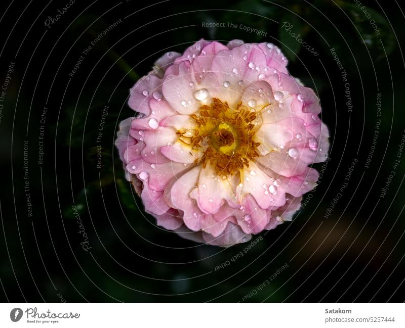 Shape and colors of Sea Anemones roses that blooming flower petal garden leaf plant nature rose petals floral rosette gardening gul gulab blossom closeup