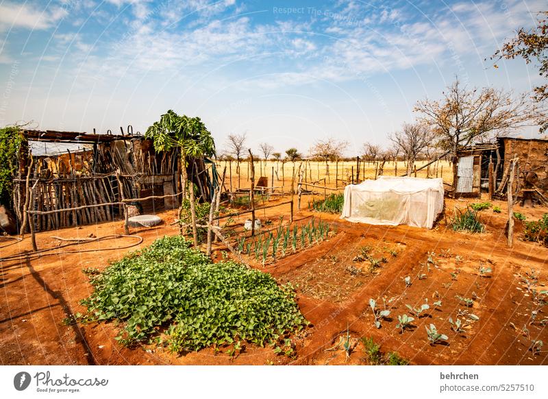 small oasis food products Vegetable garden Nature Warmth travel Wanderlust Adventure Vacation & Travel especially Plant Garden Namibia Africa Damara land Life