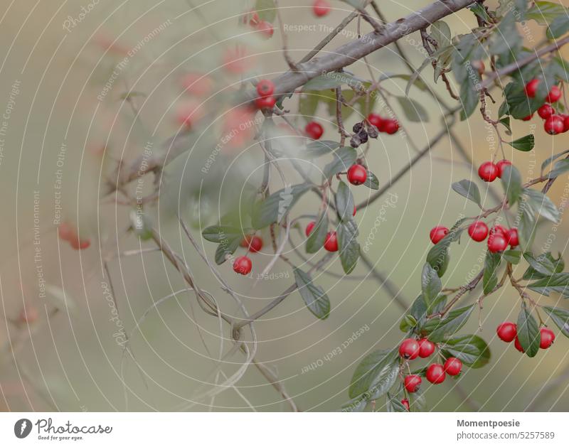 Fence berries background berry Berries Red venomously Green Nature Plant Fresh Summer Garden naturally Healthy Dreamily pretty Delicate pastel Smooth Sensitive