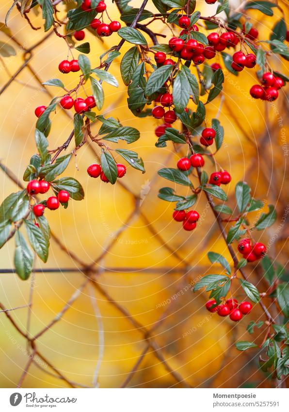 Fence with berries Berries Red venomously Wire netting fence Yellow Deserted Garden plants plant care Nature Exterior shot Plant Day Colour photo Detail