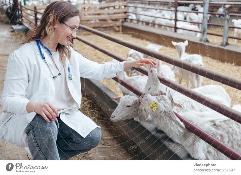 Young veterinarian woman examining a goats at ranch. Animal likes the woman hands illness care veterinary medicine treatment medical health countryside doctor