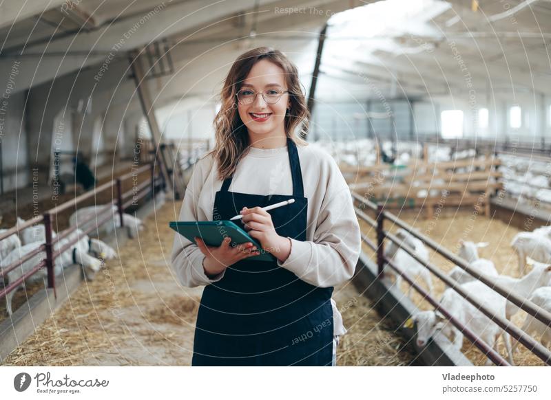 Young Caucasian Female Farm Owner with Tablet in large Livestock Stall with white Dairy Goats farmer owner woman barn goat livestock stall tablet agriculture