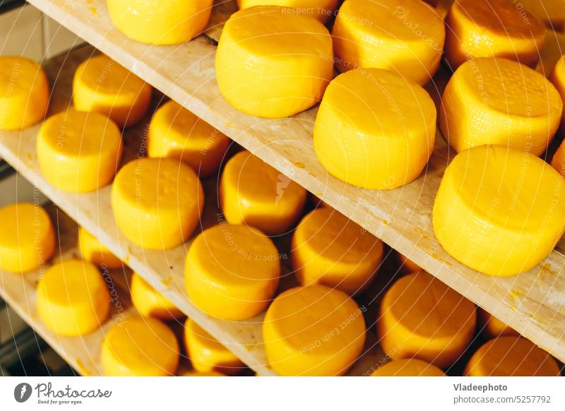 Abundance of Heads of Goat Cheese on Shelf Stands Arranged to Ripen on Cheese Farm dairy product milk farm cheese yellow industry stack goat round natural