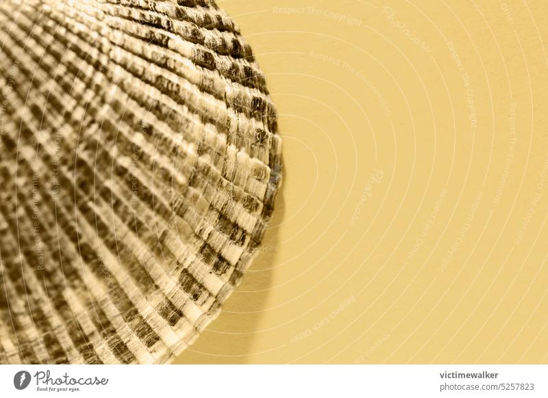 Conch shell studio shot background yellow color closeup top view copy space macro marine seashell texture nobody pattern detail shape abstract yellow background