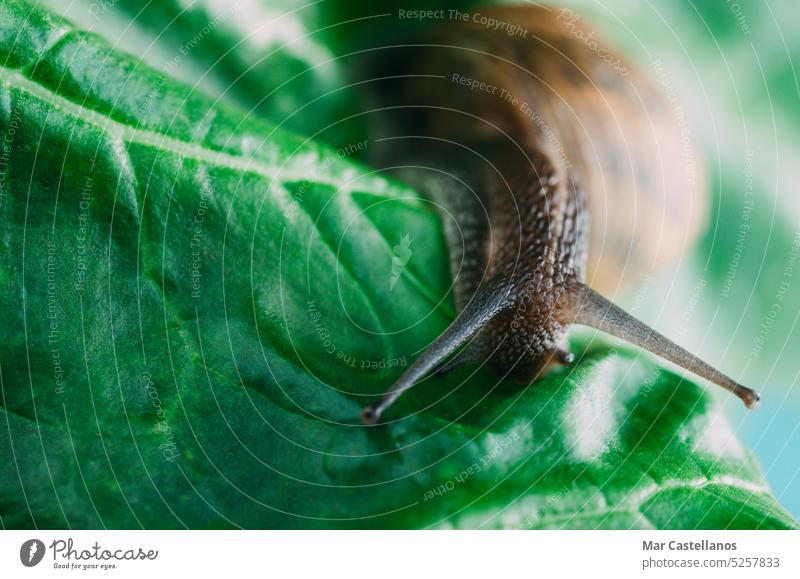 Snail crawling on a green leaf of chard, close-up. snail gastropod mallusk mollusk shell small nature plant animal macro food brown garden closeup natural wild