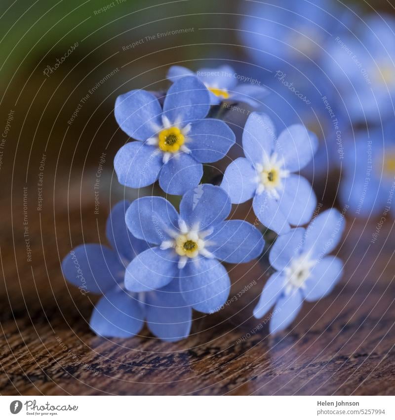 Forget-Me-Not Flower floral flowers forget-me-not forget-me-not flower blue flower Spring Spring flower Spring flowers delicate wonder blossom April remember