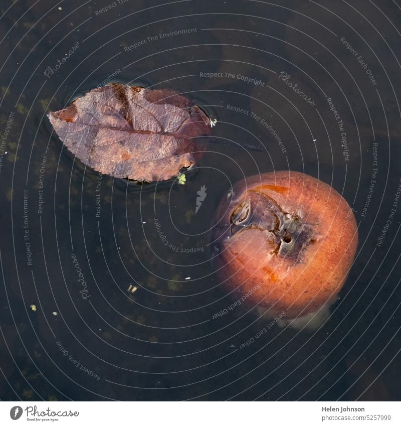 Apple and Leaf in Water apple leaf Autumn water floating well still still life nature brown orange rest decay fruit painterly calm peaceful dark
