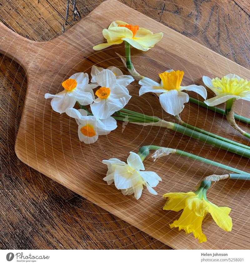 Daffodils and Narcissus on a Wooden Board daffodils narcissus Spring Spring flowers life hope cheerful serving board white yellow nature natural spring offering