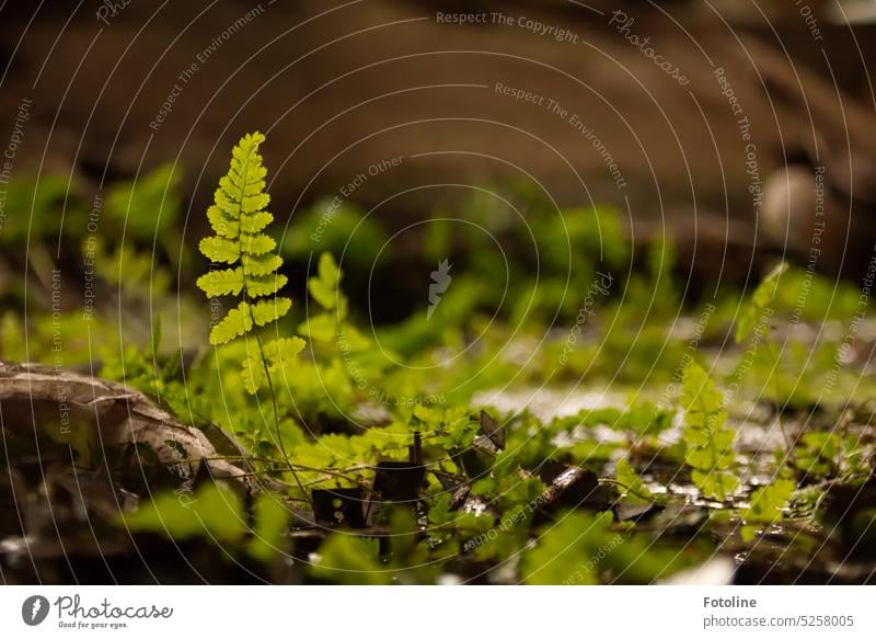 From the dirt and mud of an old lost place, ferns rise up beautifully green and stretch towards the light. Fern Plant Green filth Dirty wax waxing Ground Leaf