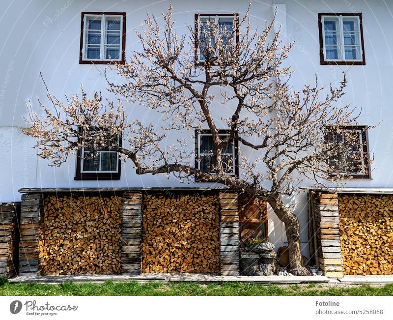 I was walking in Austria and suddenly I was standing in front of this house with neat wood in front of the hut and this perfect tree in its flower dress. A dream!
