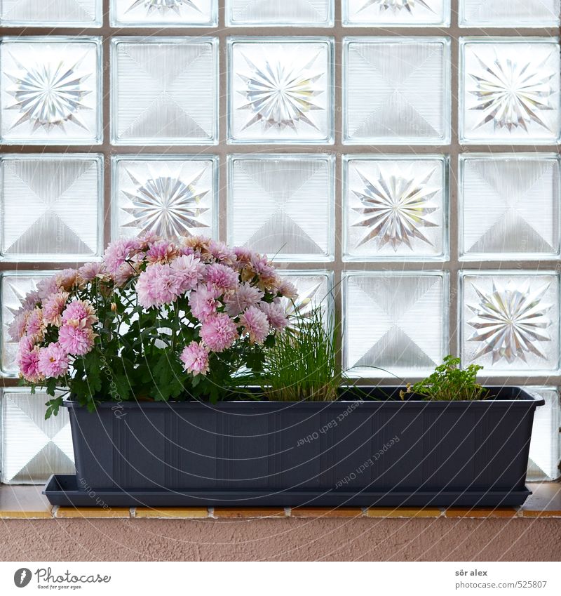 Balcony Deco Plant Spring Summer Autumn Flower Blossom Pot plant Detached house Wall (barrier) Wall (building) Window board Glass block Beautiful Kitsch Gloomy
